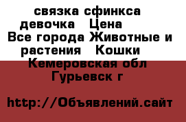 связка сфинкса. девочка › Цена ­ 500 - Все города Животные и растения » Кошки   . Кемеровская обл.,Гурьевск г.